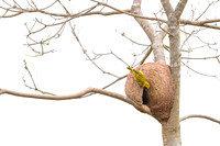 Rufous Hornero