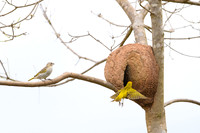 Rufous Hornero