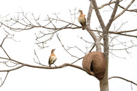 Rufous Hornero