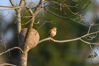 Rufous Hornero