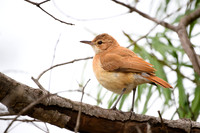 Rufous Hornero