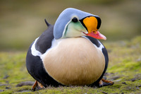 King Eider