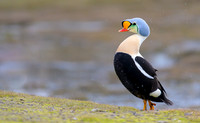 King Eider