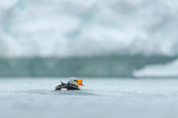 King Eider