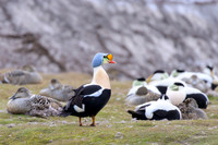 King Eider