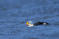 King Eider
