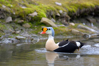 King Eider