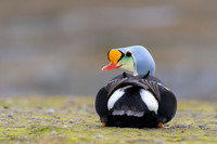 King Eider