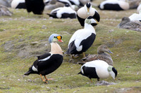 King Eider