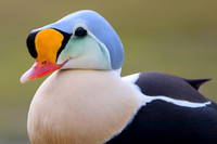 King Eider