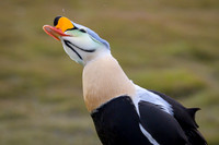 King Eider