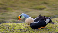 King Eider