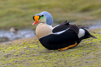 King Eider