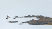 King Eider
