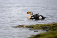 King Eider
