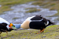 King Eider