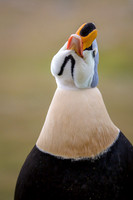 King Eider