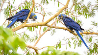 Hyacinth Macaw