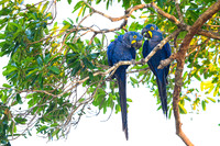 Hyacinth Macaw