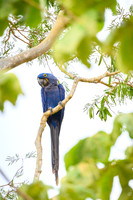 Hyacinth Macaw