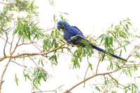 Hyacinth Macaw