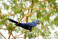 Hyacinth Macaw