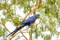Hyacinth Macaw