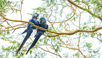 Hyacinth Macaw
