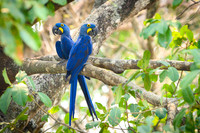 Hyacinth Macaw