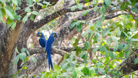 Hyacinth Macaw