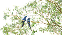 Hyacinth Macaw