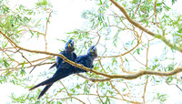Hyacinth Macaw