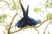Hyacinth Macaw