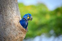Hyacinth Macaw
