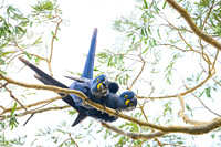 Hyacinth Macaw