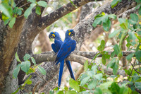 Hyacinth Macaw