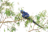 Hyacinth Macaw