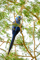 Hyacinth Macaw