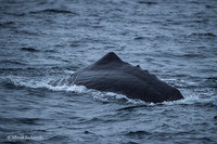 Whale / Wieloryb