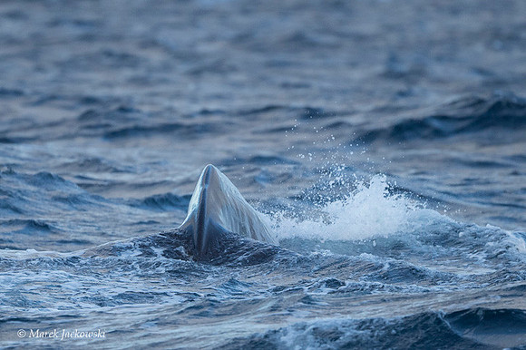 Whale / Wieloryb