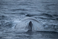 Whale / Wieloryb