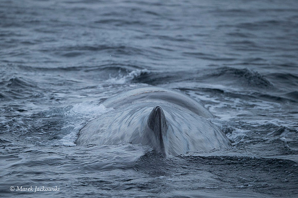 Whale / Wieloryb