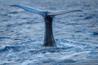 Whale / Wieloryb