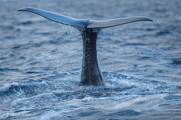 Whale / Wieloryb
