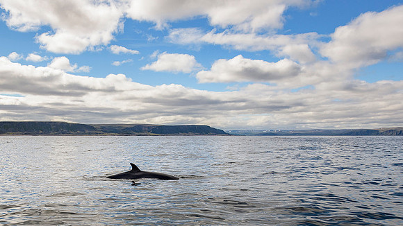 Whale / Wieloryb