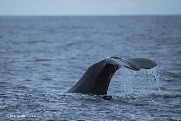 Whale / Wieloryb