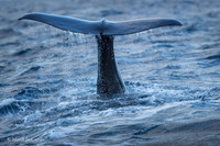 Whale / Wieloryb