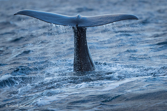 Whale / Wieloryb
