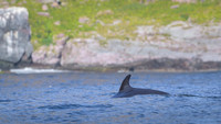 Whale / Wieloryb