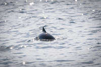 Whale / Wieloryb